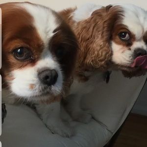 Meet your Posher, Julian